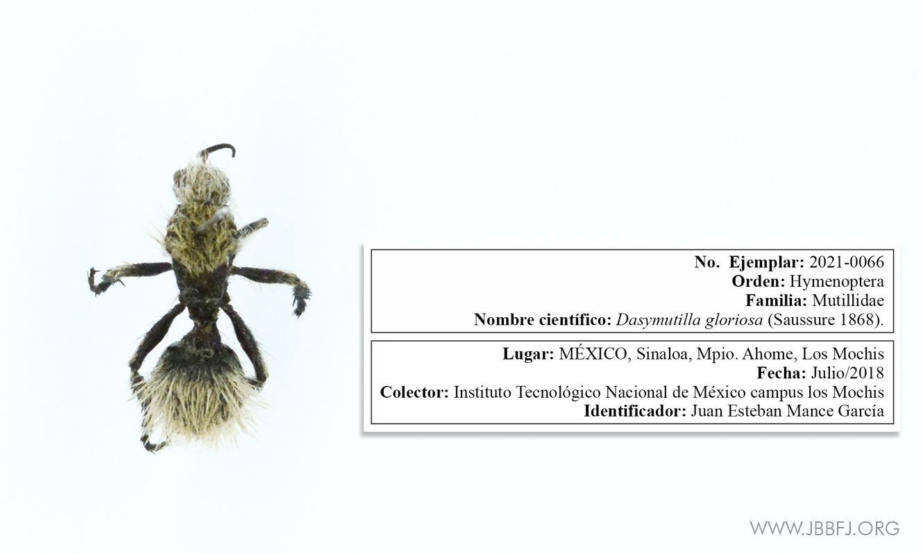 Colección entomológica del noroeste de México “Jorge Aragón Campos” –  Página 2 – Jardín Botánico Benjamin F. Johnston